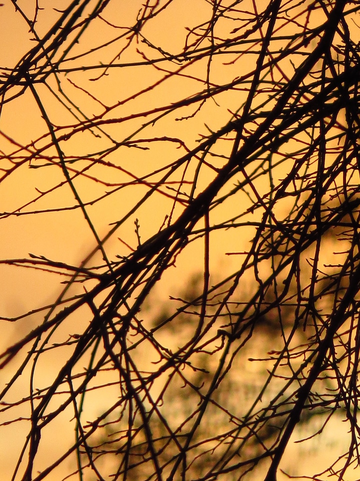 Abendstimmung tree aesthetic