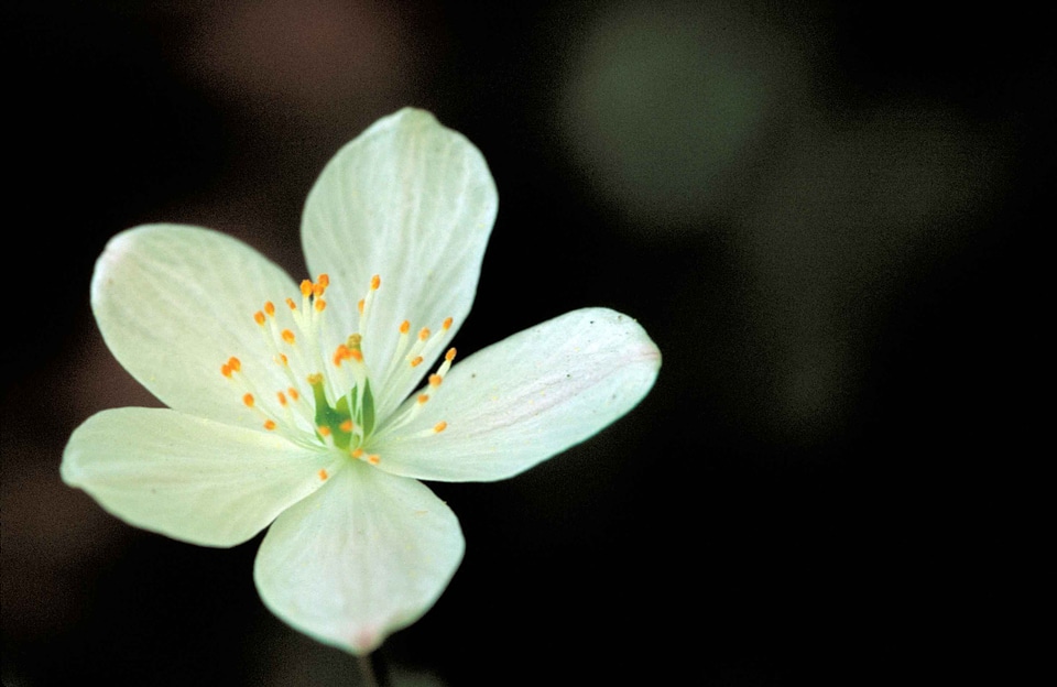 Blossom blossoming center