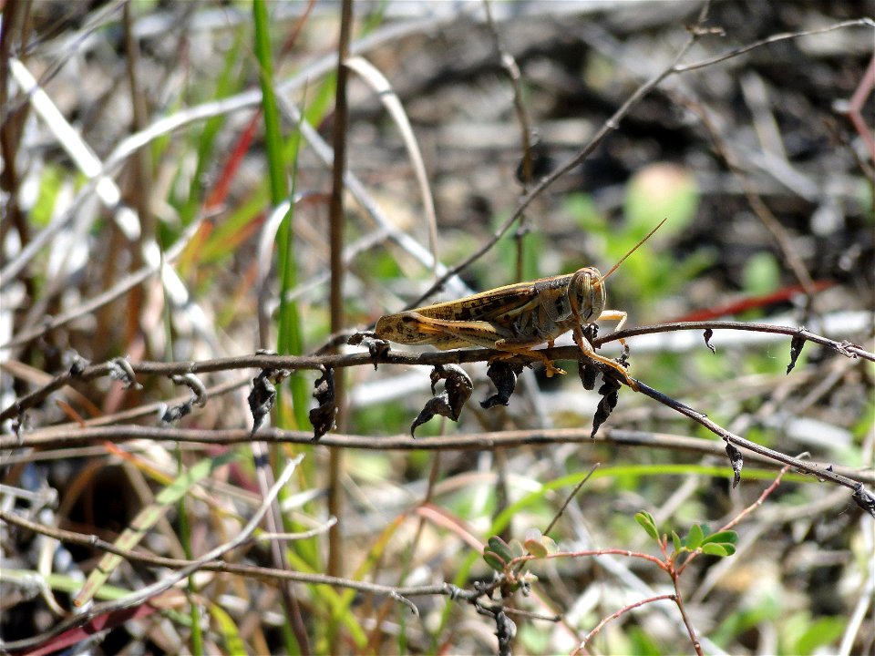 Grashopper (enchanted forest)