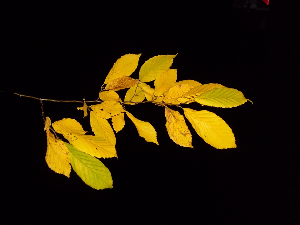 Autumn bouquet carp