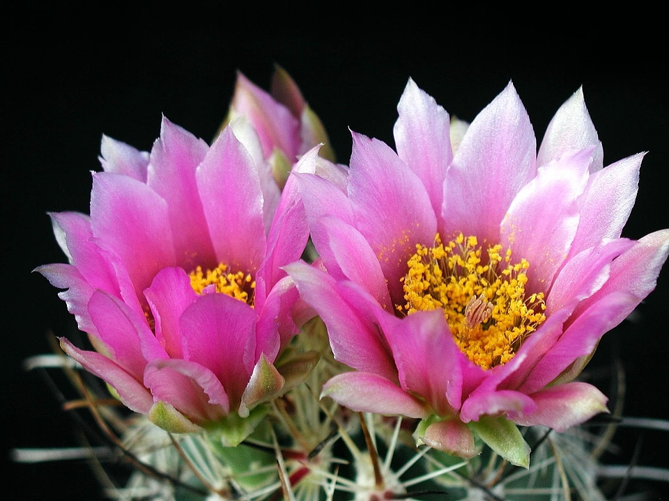 Blossom close-up image