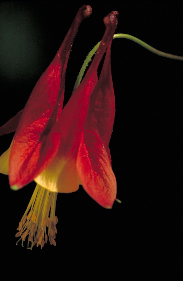 American Aquilegia echinocereus blossom