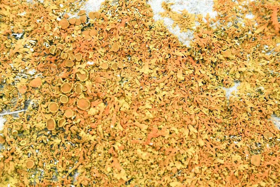 Background leaves 