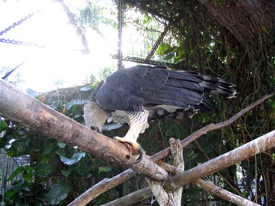 12harpy eagle at zoo photo