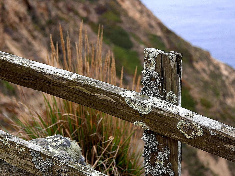 Ancient close lichen