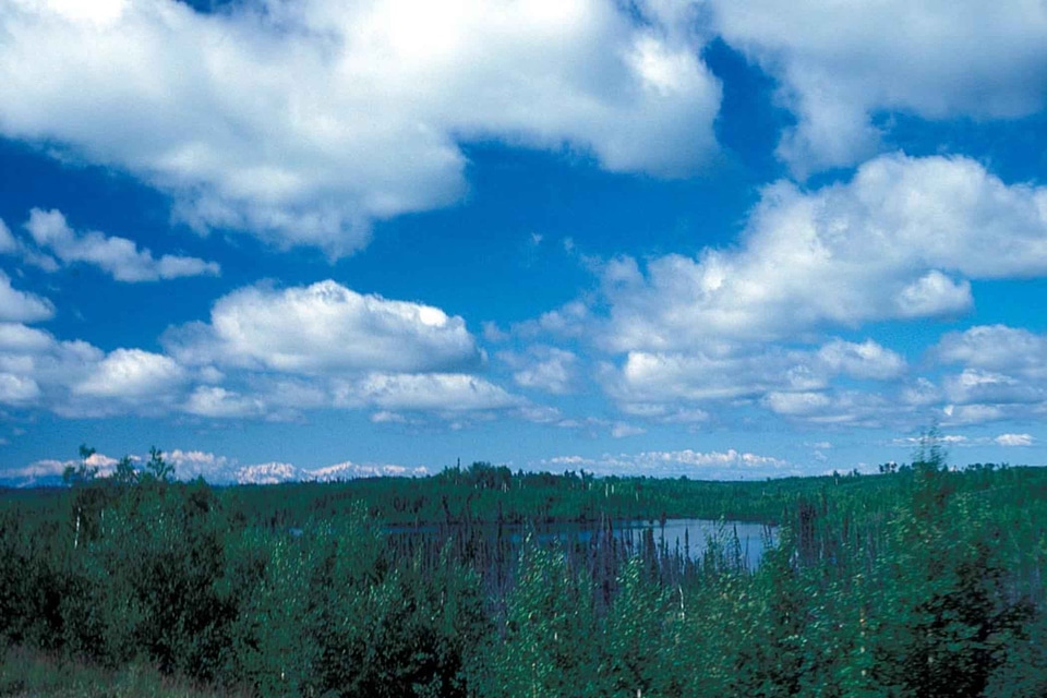 Birch forest growth