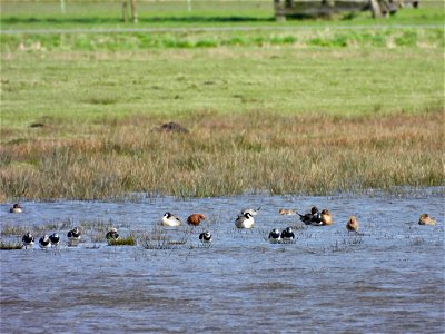 Vogels op het water