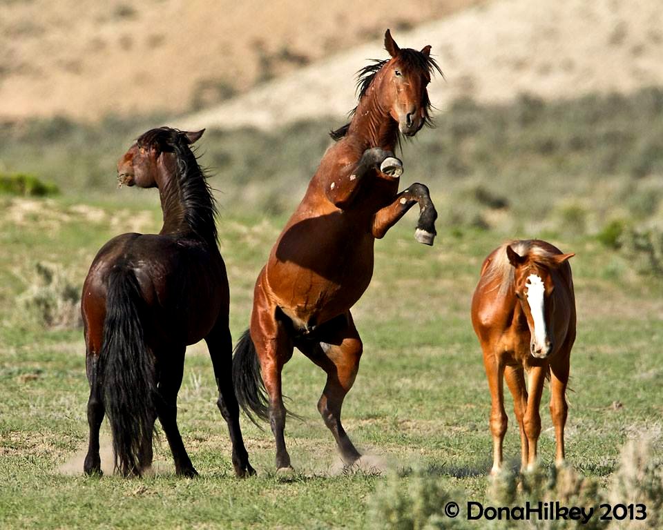 Piceance Wild Horses