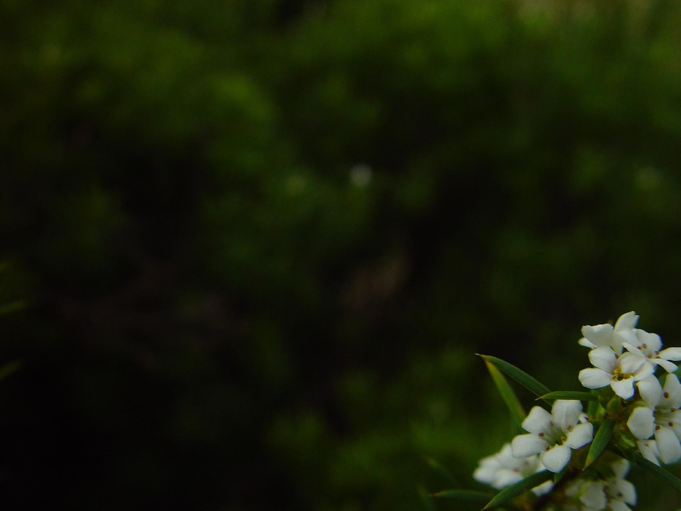 Background dark flowers