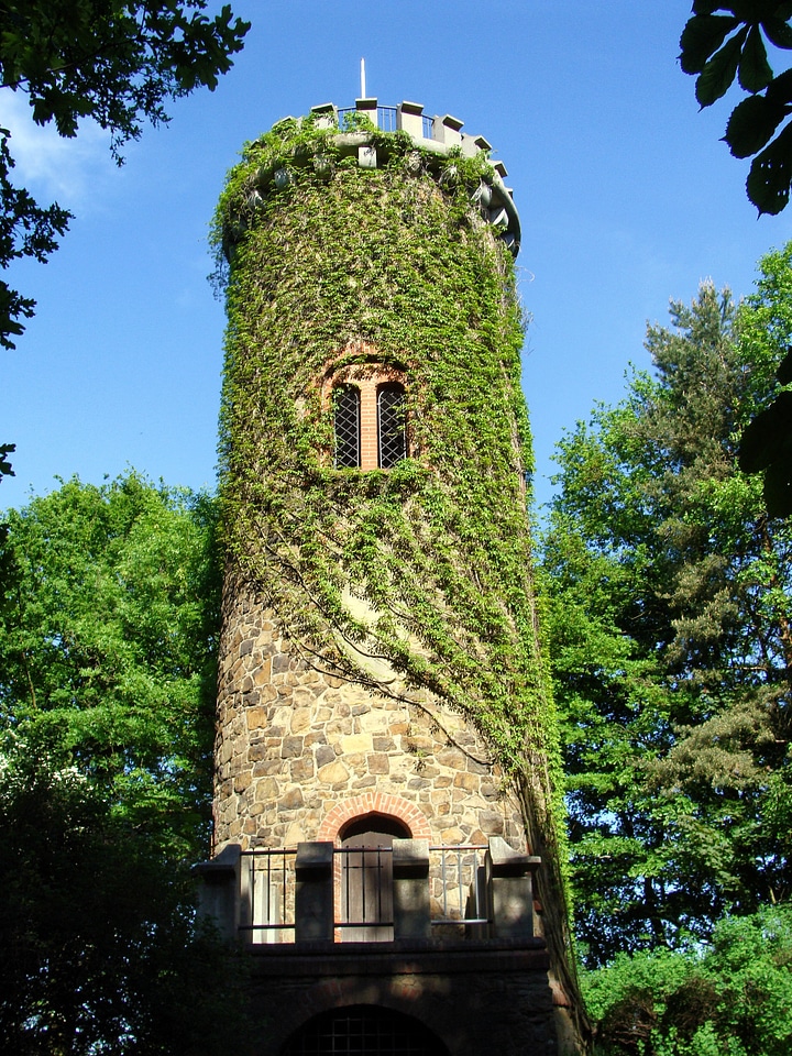 Ivy plants vine