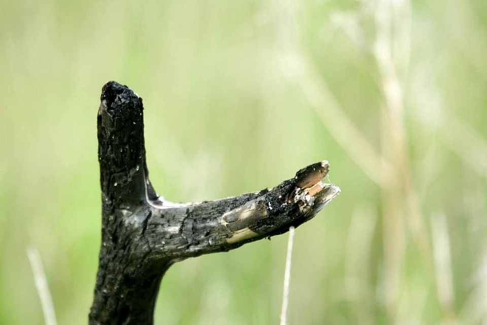 Black branch landscape