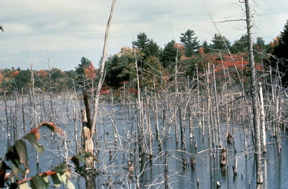 Ancient aquatic trees
