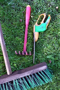 Broom rush nature photo