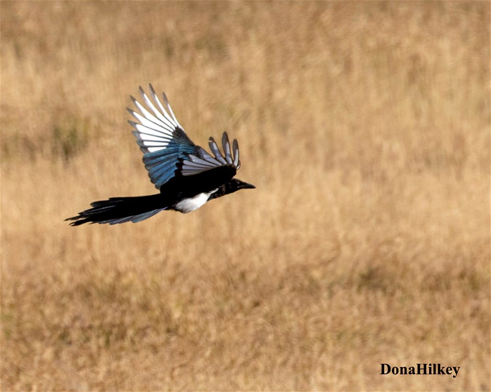 Black-billed Magpie in flight