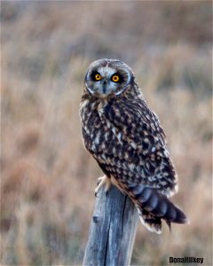 Short-eared Owl photo