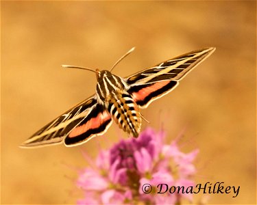 White-lined Sphinx