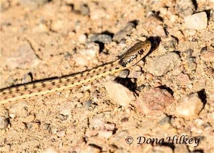 Wandering Garter Snake photo