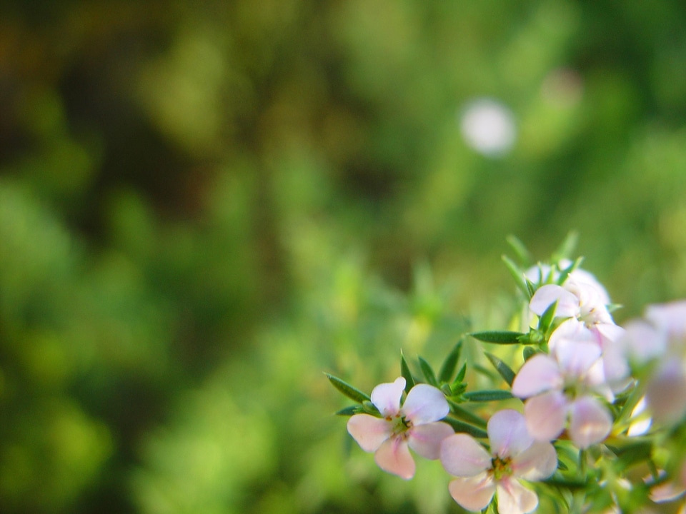 Background blossom plant