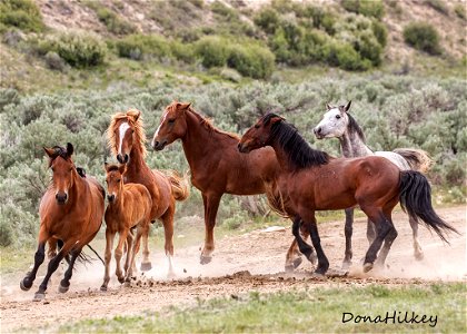 web-Gray-stallion-band-june2019