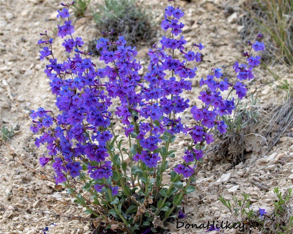 Sheep Creek Beardtongue and Digger Bee