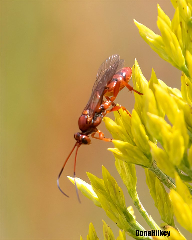 Ichneumon Wasp Genus Spilichneumon