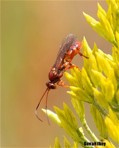 Ichneumon Wasp Genus Spilichneumon