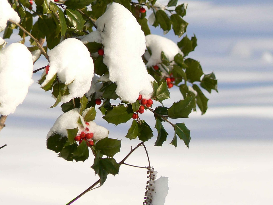 Berries holly snow