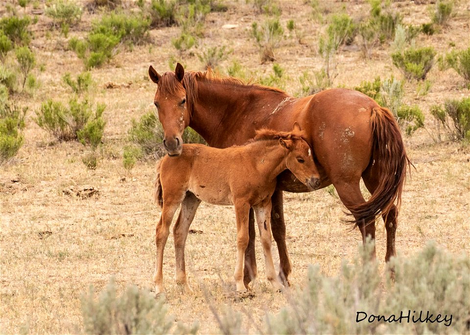 web-sorrel-mare-and-foal-june2018