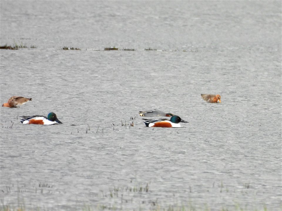 Slobeenden, wintertaling en grutto