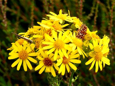 Kleine vuurvlinder en roodbont heide-uiltje