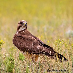 Swainson's Hawk