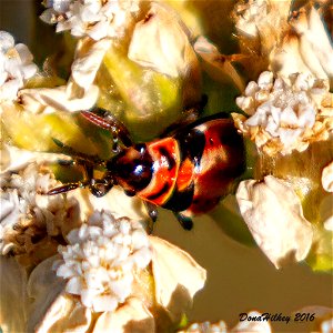 Small Milkweed Bug nymph