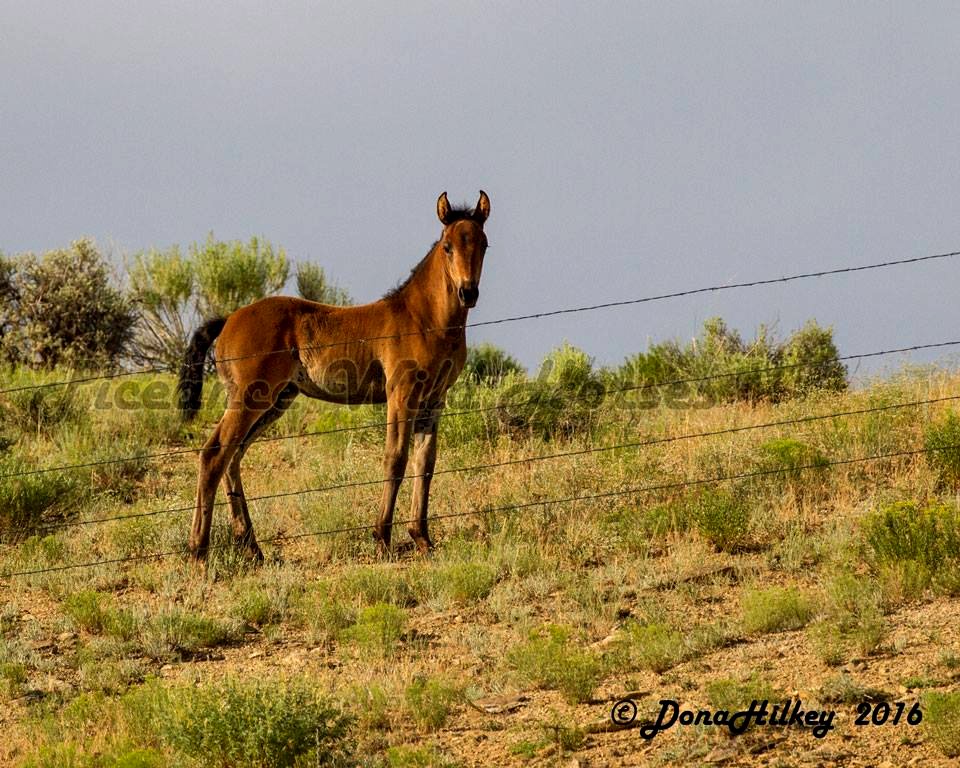 Piceance Wild Horses