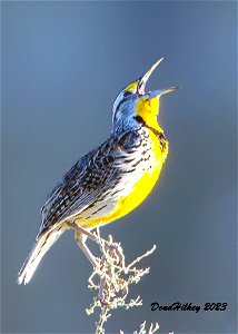 Western Meadowlark