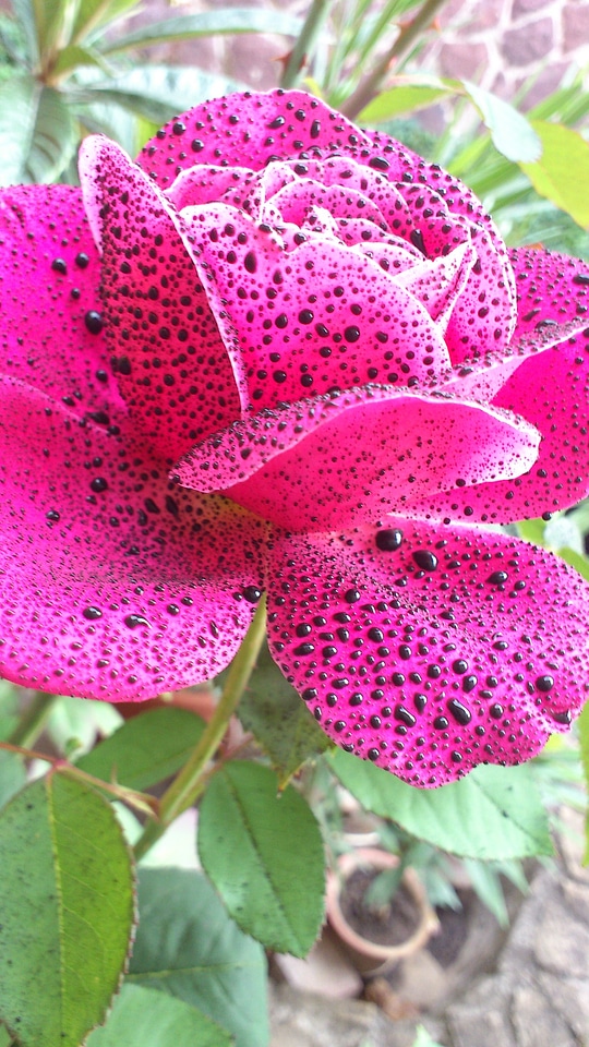 Pink plant flower