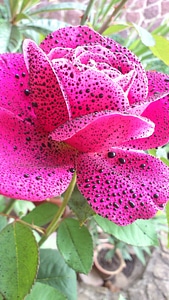 Pink plant flower