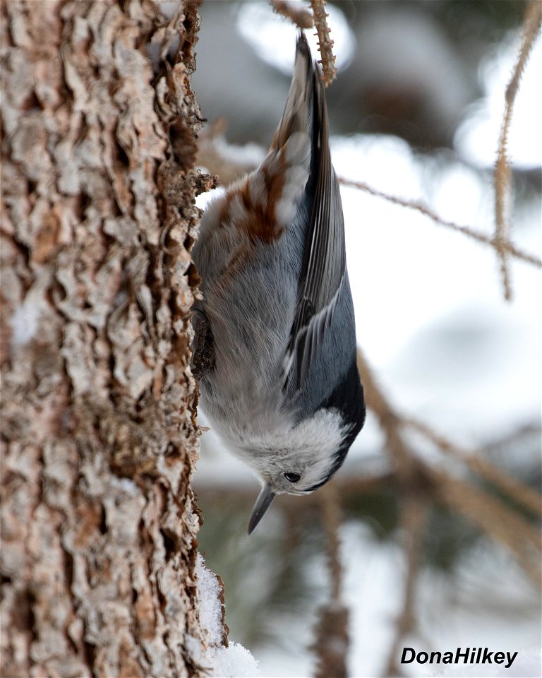 White-breasted Nuthatch