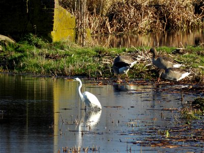 Zilverreiger en ganzen photo