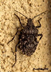 Rough Stink Bugs Genus Brochymena