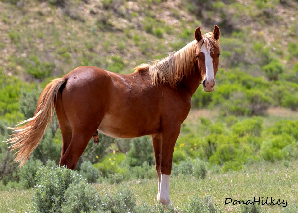 web-sorrel-yearling-june2019
