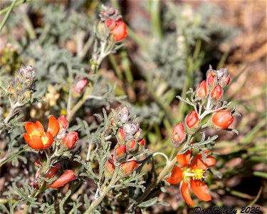 Scarlet Globemallow