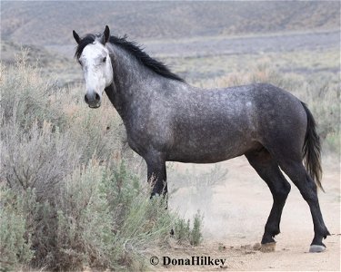 1419-Graces-colt-1may2020-Near-YellowCreekCorrals