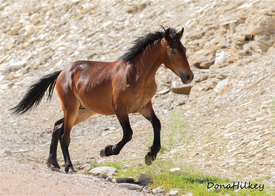 web--bay-foal-at-the-seep-aug2019