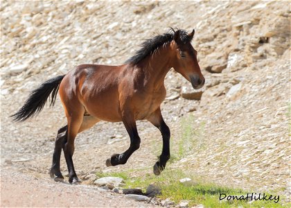 web--bay-foal-at-the-seep-aug2019