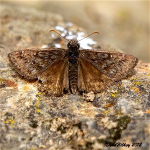 Rocky Mountain Duskywing