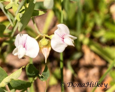 White Peavine