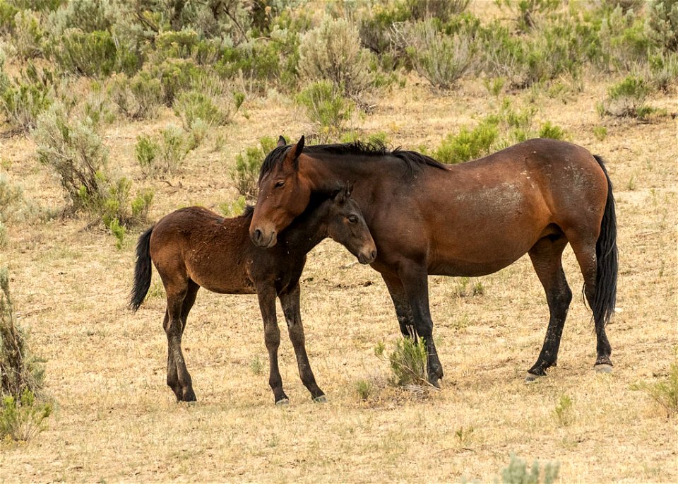 web-bay-mare-and-foal-2-june2018