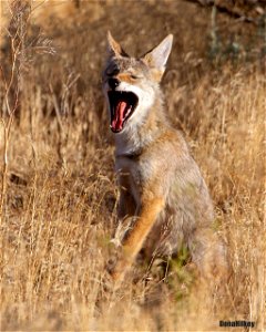Coyote Pup photo