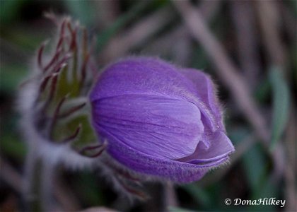 Pasque Flower April 15, 2017 on CR 12, Marvine Creek road east of Meeker, Colorado.