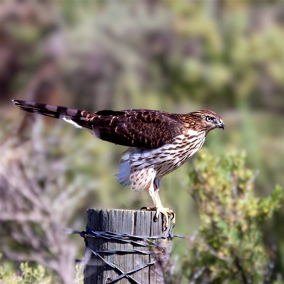 Cooper's Hawk
